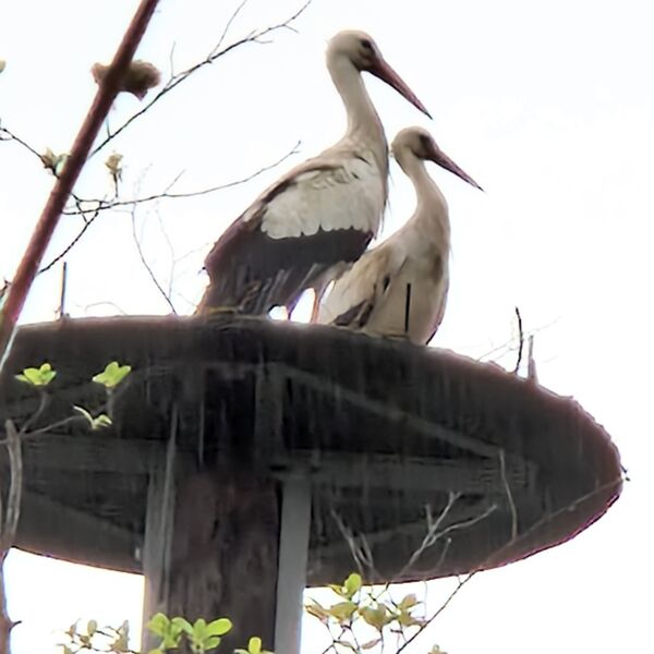 Zwei Klapperstörche haben sich an der Nisthilfe zwischen Wilferdingen und Nöttingen niedergelassen. Foto: Mechtild Kollmann 