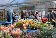 Auch Blumen gab es am Verkaufsoffenen Sonntag. Foto: Zachmann