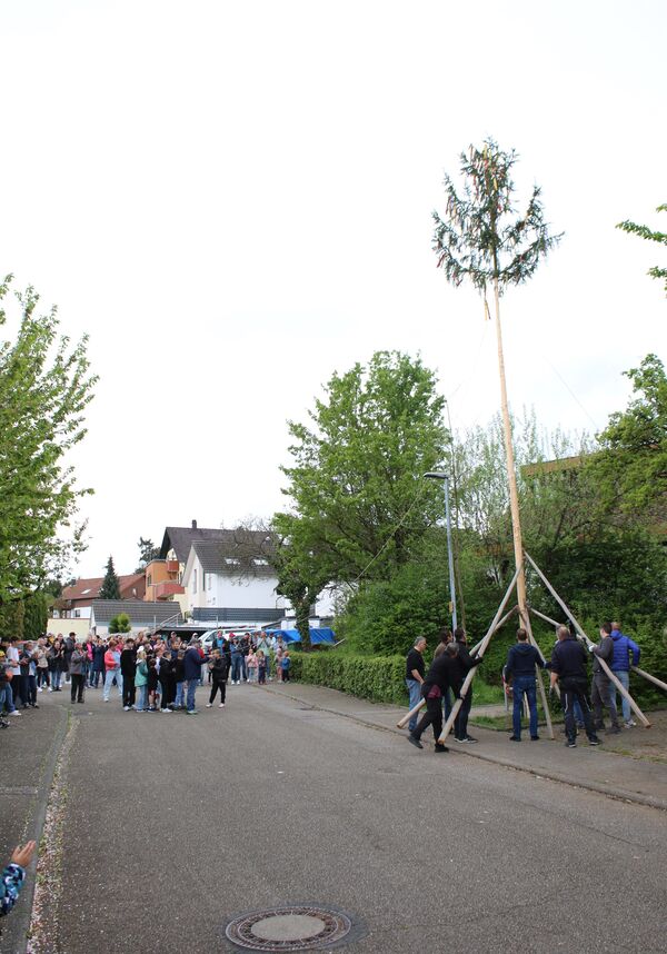 Jung und Alt packten am Samstag mit an, um beim Darmsbacher Bürgerverein den ersten Remchinger Maibaum zu stellen. Foto: Zachmann